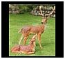 Deer Statues, Sculptures and Figurines