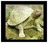 Turtle Statues, Sculptures and Figurines