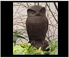 Concrete Owl Statue