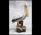 White Pelican on Wooden Posts, Coastal Pelican on Posts