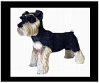 Standing Schnauzer Statue - Colored