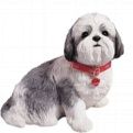 Silver and White Shih Tzu