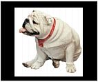 Life Size White English Bulldog