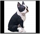 Sitting Boston Terrier Figurine