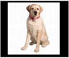 Female Yellow Labrador Retriever