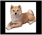 Red Shiba Inu