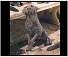 Garden Labrador Statue