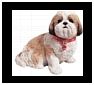 Shih Tzu Dog Statues, Sculptures and Gifts