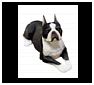 Boston Terrier Statues, Sculptures and Figurines