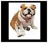 Bulldog Statues, Sculptures and Figurines