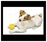 Jack Russell Terriers