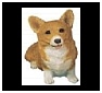 Pembroke Welsh Corgis