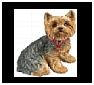 Yorkshire Terriers