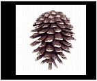 Brass Pinecone Door Knocker