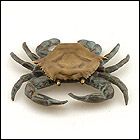 Our sea themed door knockers includes this brass door knocker for a coastal decor theme.