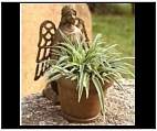 Angel Planter