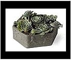 Decorative Small Flower pot with Country Appeal