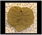 Lotus Leaf Stepping Stone