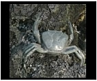 Small Bronze Crab Sculpture