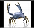 Fighting Blue Crab Figurine