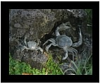 Set of Small and Large Bronze Crab Sculptures