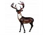 Life Size White-Tailed Deer Sculpture