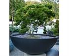 Roma Bowl Planter I