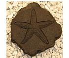 Starfish Fossil Stepping Stone