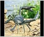 Garden Crab with Pincers