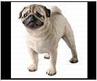 Standing Pug Statue