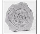 Ammonite Stepping Stone